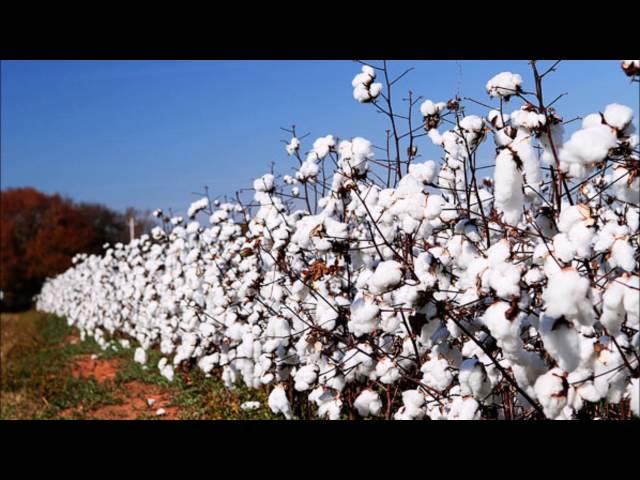 The Seldom Scene  -  California Cottonfields