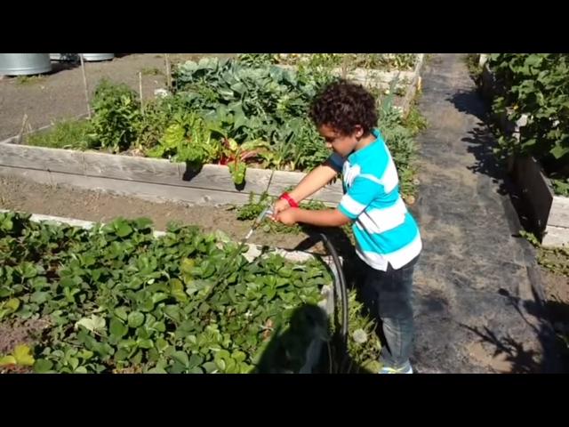 6 y/o enjoys watering efficiently