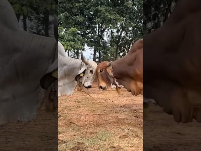 Red Bull vs White Bull Fight | Gir Cow Farm