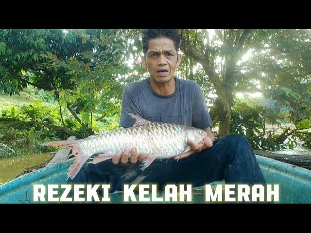 Rezeki kelah merah sungai kenong 