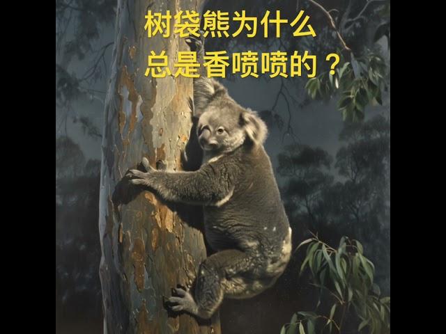 树袋熊为什么总是香喷喷的？（动物百科）#animals #ai