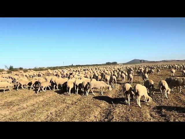 El serotipo 1 esta en casi toda Extremadura y el 3 entrando. Se necesita la vacuna urgente!!