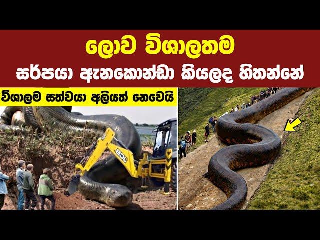 ලොව විශාලතම සතුන් 08 දෙනා | Top 08 Biggest & Dangerous Animals in the world