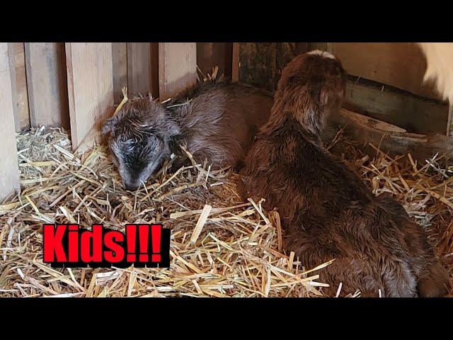 La Mancha Goat, Esther, Gives Birth To Two Amazing Kids!