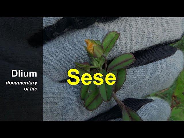 Sese (Sida alnifolia) - part 1