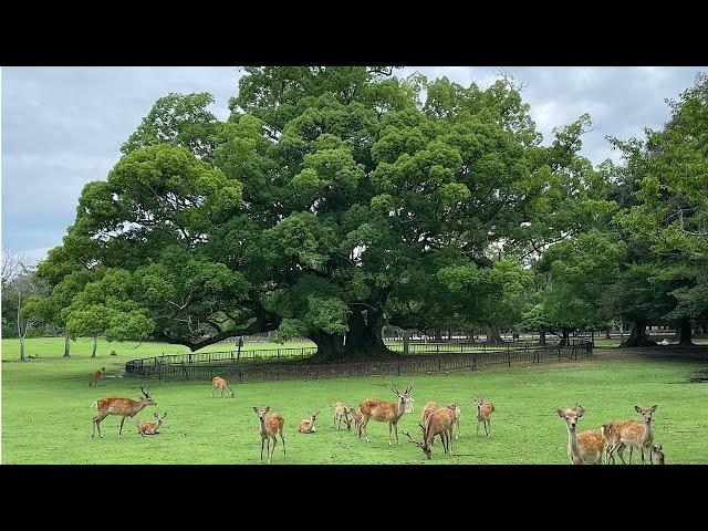 【Take a walk in Nara Park early in the morning】