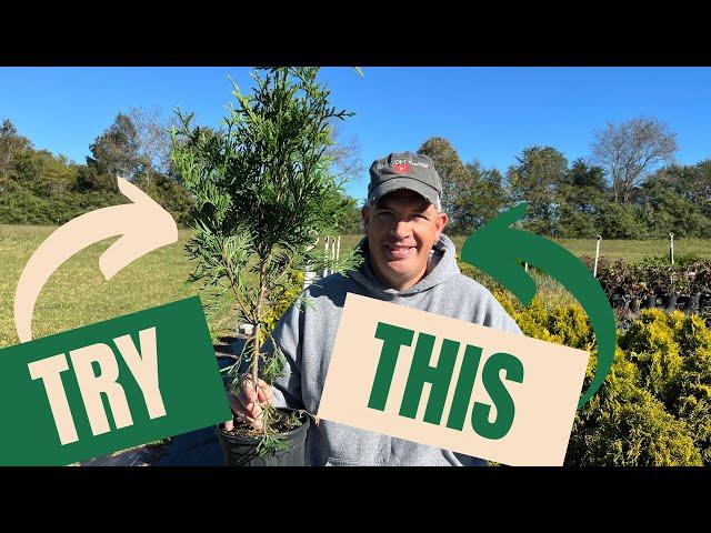 How we make money selling thousands of small trees // Green Giant Arborvitaes