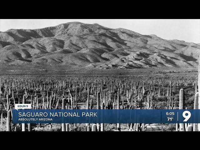 Absolutely Arizona: Saguaro National Park