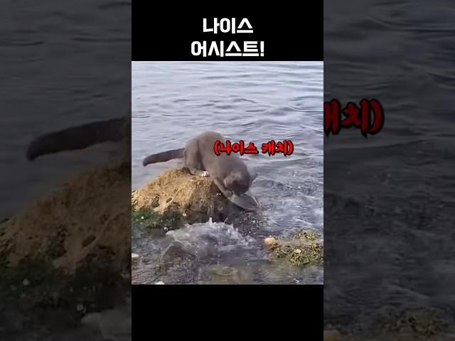 나이스 캐치