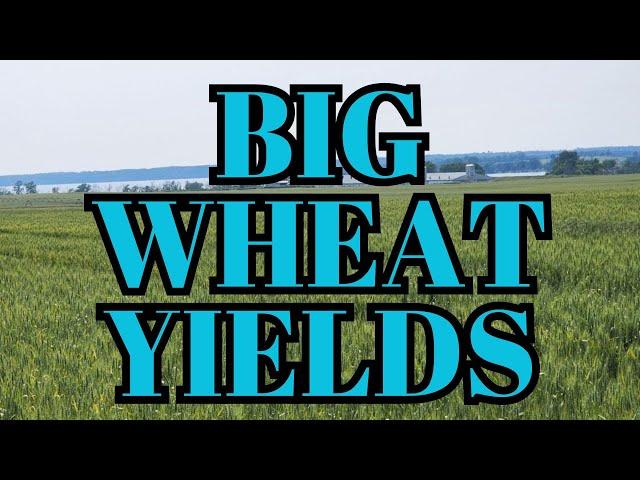 Five drivers of big wheat yields