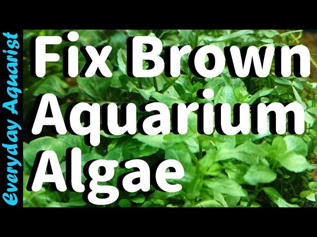 Why New Aquariums Go BROWN | Fixing Brown Diatom ALGAE