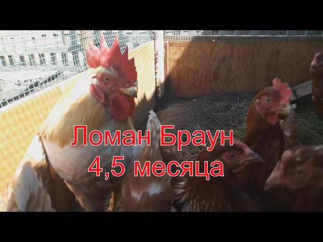 Ломан Браун 4,5 месяца // куры несушки