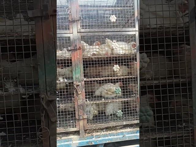 @Fezaul_chicken_center yha shadi k v order liya jata hai yha Barharia #chicken #viralreels