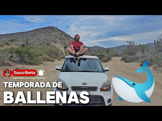 MIRADOR DE BALLENAS   Llegaron a Baja California Sur México