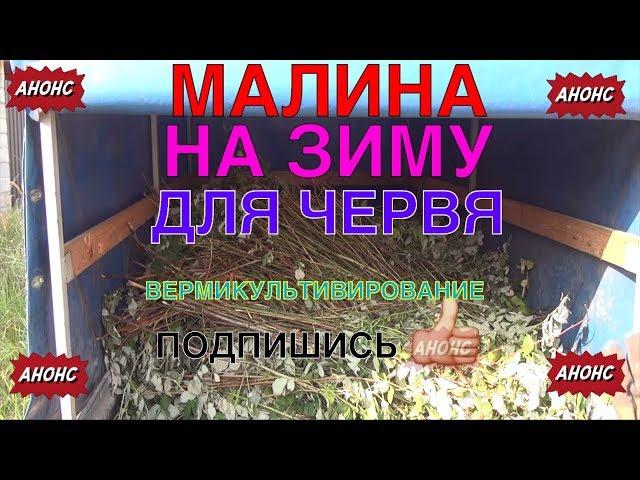 106А МАЛИНА НА ЗИМУ ДЛЯ ЧЕРВЯ и ВЕРМИКУЛЬТИВИРОВАНИЕ