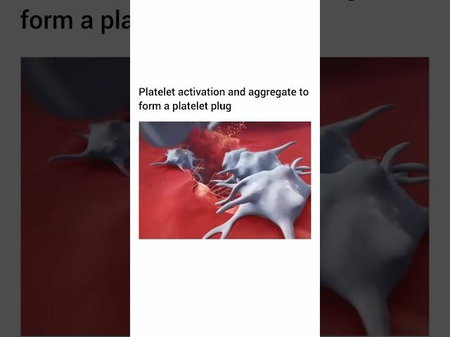 How does blood clotting in a cut area occur? #biology #immunology #biotechnology