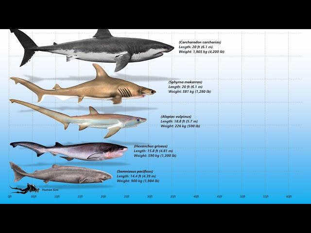 10 Biggest Modern Sharks Ever Recorded