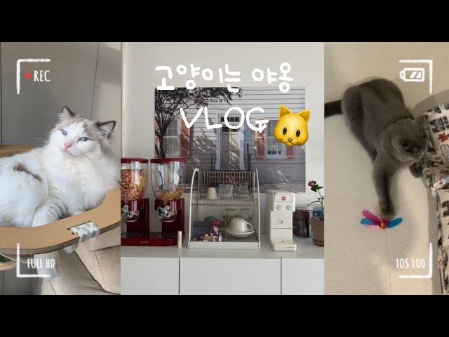 [ VLOG ] 고양이랑 함께하는 홈카페 갬성| 코시국엔 집이 최고지 | 홈카페 브이로그 | 고양이 브이로그 | 고양이 너무 예뻐 넋을 놓고 보게되는 마법 뾰로롱 |