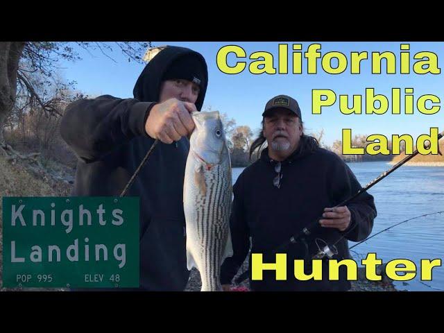 Delta Striped Bass  Fishing Knights Landing #bayareafishing  #stripedbass  #knightslanding