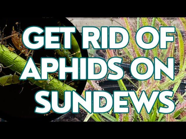 How To Detect And Destroy Aphids On Sundews!