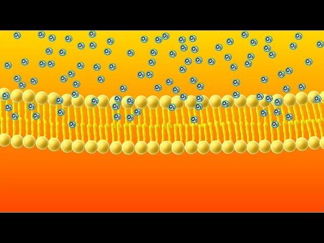 Diffusion Animation!