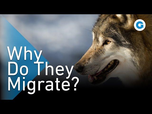 We Went Wandering With the Wolves | Extra Long Wildlife Documentary