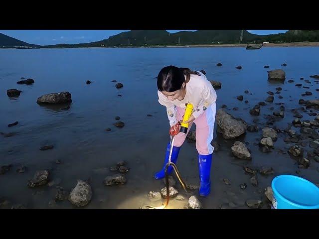 Beach harvest/Looking for seafood after low tide/Catch big crabs