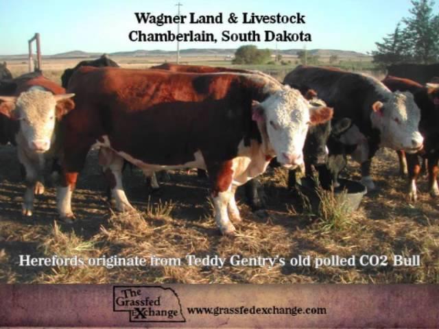 Grassfed Exchange Display Cattle - Wagner Land & Livestock