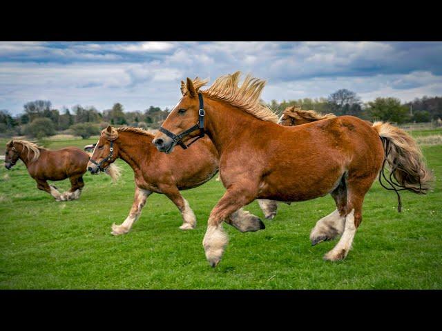 1 HOUR of HAPPY HORSES to Make Your Day Better!