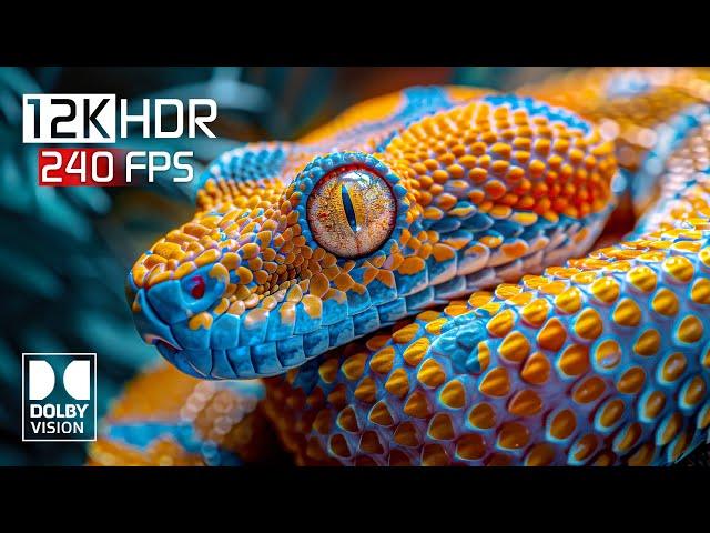 The Craziest Dolby Vision HDR 12K Video ULTRA HD 240 fps