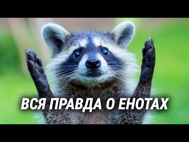 Обаятельный и коварный енот-истребитель