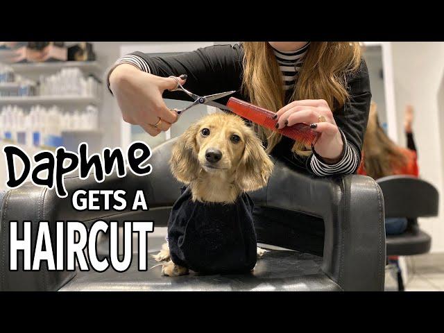 Ep#16: Daphne Gets a Haircut! (Finale) - Cute Dachshund Video!