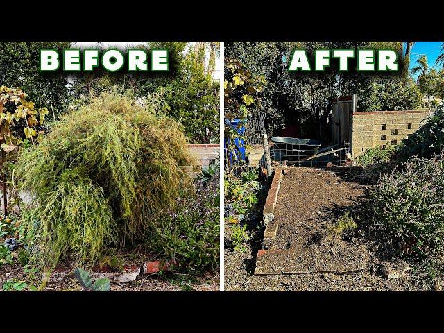 How I Prune My Asparagus Every Year For HUGE Harvests