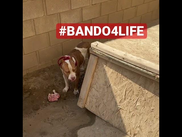 #BANDO4LIFE