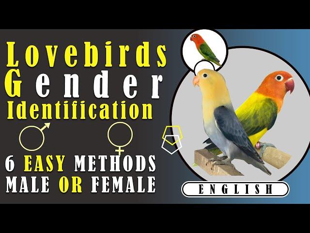 How To Identify Your Love Bird Is Male Or Female.3 Easy Signs and Symptoms