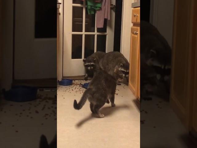 Cat attacks raccoon