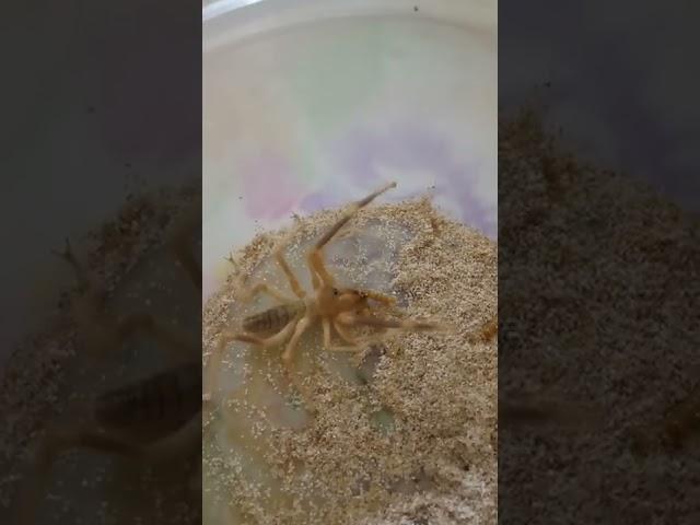 عنكبوت الجمل  . camel spider ️