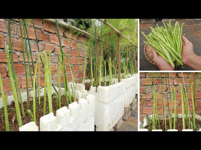 How to grow asparagus at home quickly for harvest