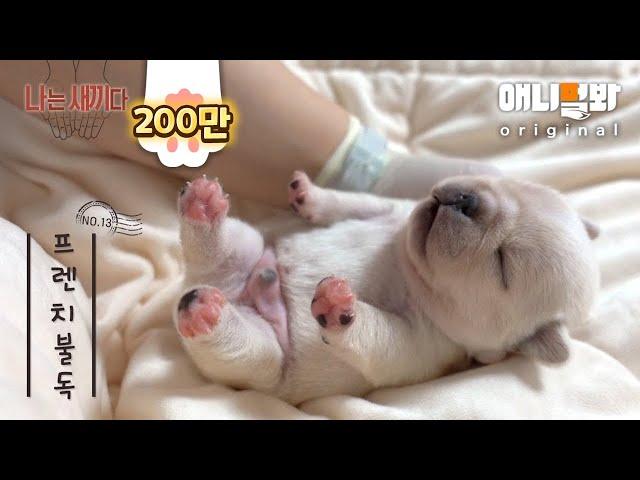 I’m A 13 Day Old French Bulldog [I’m The Baby 13th Lead]