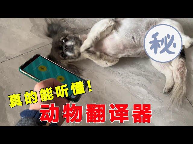 Animal translator can communicate with dogs! The dog was stunned after hearing this?