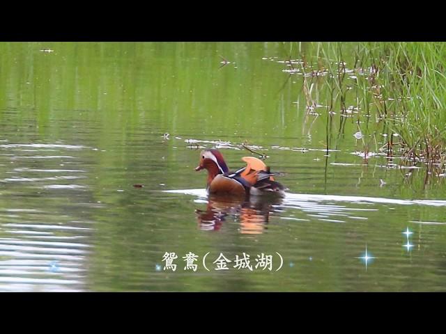 新竹金城湖候鳥賞鳥趣HD