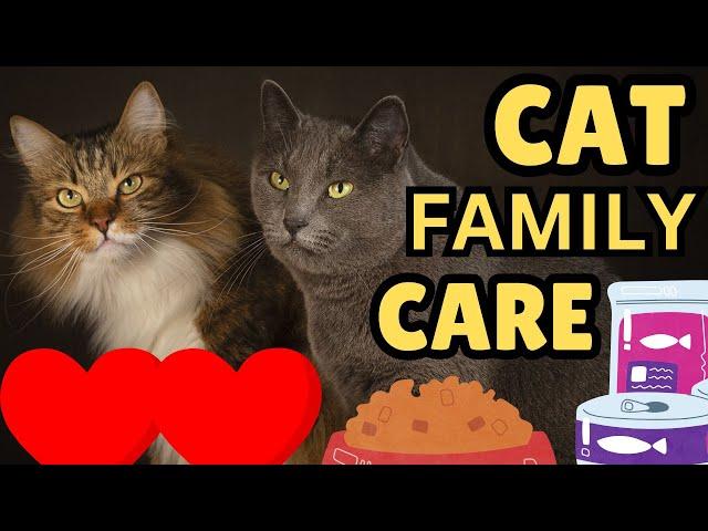 How To Manage A Multi-Cat Household (Important Tips)