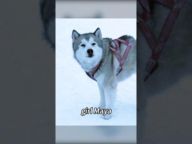 Very kind and intelligent sled dogs. #shorts