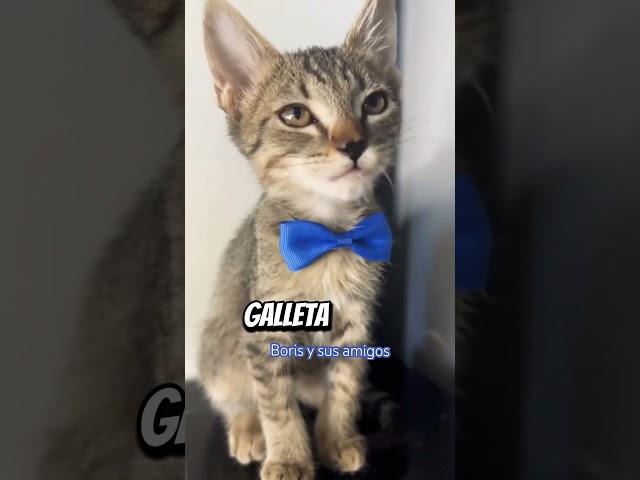 #comedy #comedia #cat #risas #chistes #chistescortos  #humorgatos #humor #videosdehumor #comedian