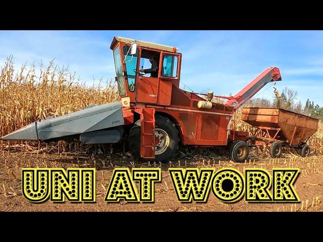 Corn Picking 2024 with New Idea Uni System/Part 2