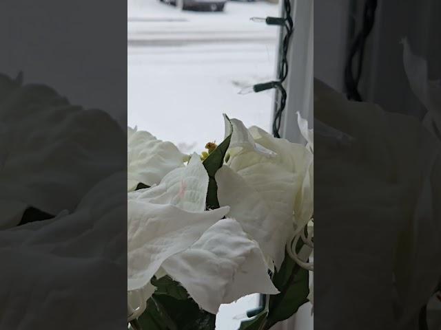 Snow on Christmas Eve! #christmas