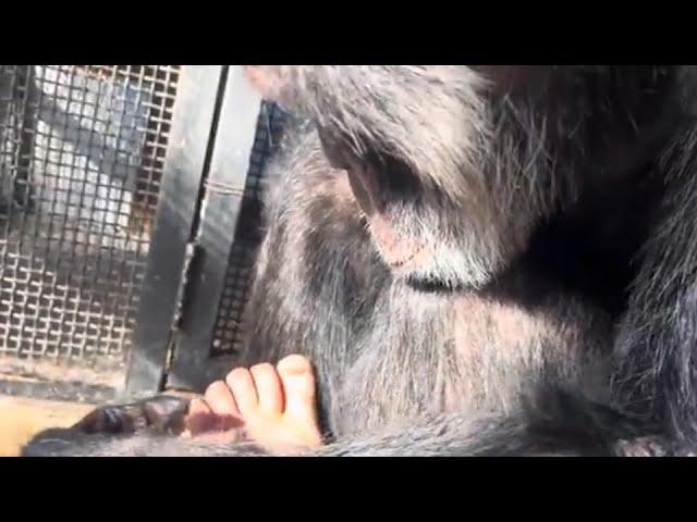 Chimpanzee Gives Woman a Pedicure