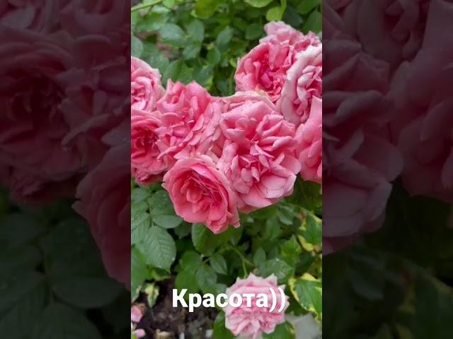Шикарные кустовые розы 