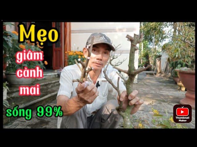 Mẹo Giâm Cành Mai Vàng, Sống 99% |@anhbayxunau