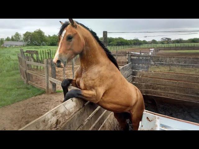 Watch these Funny and Cute Horse Videos  Best Funny Animals Videos Of 2024